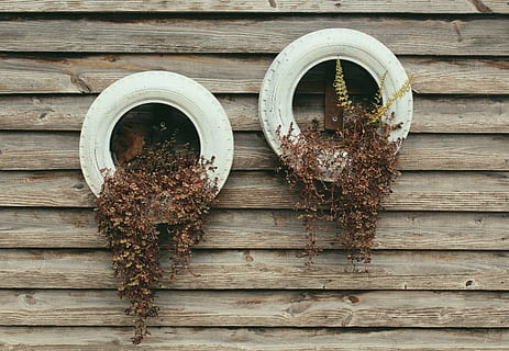 plants, rustic, texture, tires, wall, wood, wooden, wood - Material, nature, no people, day, outdoors, architecture, built structure, animal, animal themes, directly above, close-up, brown, animal wildlife, pattern, textured, vertebrate, rusty, bird, metal, wall - building feature, 2K, CC0, public domain, royalty free