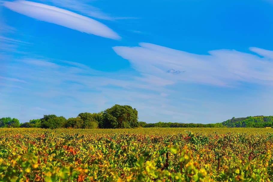 vinyes, caure, vinya, color, beaucaire, vermell, costières de nîmes, planta, camp, bellesa a la natura, paisatge, terra, creixement, medi ambient, cel, escena tranquil·la, escenics - natura, tranquil·litat, escena rural, naturalesa, flor, núvol - cel, dia, planta amb flors, agricultura, arbre, color verd, cap gent, a l'aire lliure, plantació, llit de flors, 4K