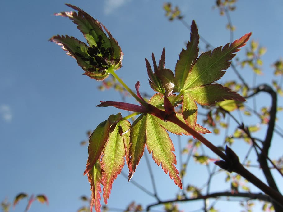 primavera, arce japonès, fullatge, full, planta, creixement, part de la planta, bellesa a la natura, primer pla, naturalesa, centrar-se en primer pla, cap gent, dia, enfocament selectiu, fragilitat, vulnerabilitat, arbre, color verd, vista d’angle baix, branca, a l'aire lliure, cel, frescor, 2K