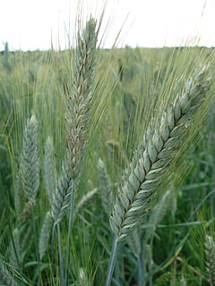 cereals, rye, wheat, bread, nature, nutrition, growth, plant, crop, land, field, agriculture, green color, farm, cereal plant, beauty in nature, close-up, rural scene, landscape, tranquility, focus on foreground, sky, no people, day, outdoors, plantation, stalk, 2K, CC0, public domain, royalty free