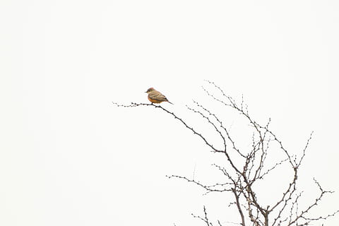 mx naturaleza, pájaro, posado, rama de árbol, árbol, rama, Robin, blanco, animales en la naturaleza, fauna animal, animal, temas de animales, vertebrado, un animal, vista de ángulo bajo, cielo, cielo limpio, volador, planta, árbol desnudo, nadie, naturaleza, copia espacio, día, al aire libre, águila, 5K, CC0, dominio público, libre de derechos