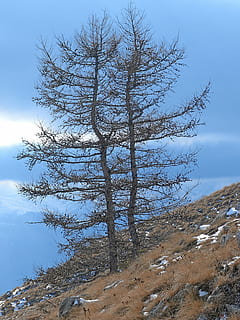 copaci, larice, natură, iarnă, copac, cer, plantă, liniște, frumusețe în natură, nor - cer, scenice - natura, o scenă liniștită, zi, nici o persoana, scenă non-urbană, teren, vedere unghiulară joasă, Munte, arbore gol, peisaj, în aer liber, mediu inconjurator, albastru, conifer, Brad, 4K, CC0, domeniu public, fără drepturi de autor