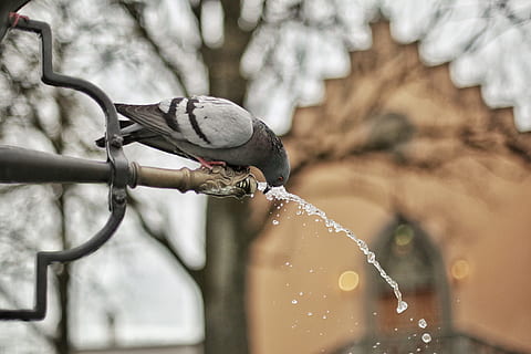 close, photograph, grey, black, bird drinking, water, bird, close-up, drinking, macro, pigeon, vertebrate, animals in the wild, animal themes, animal wildlife, animal, perching, focus on foreground, nature, branch, tree, one animal, no people, day, architecture, outdoors, fountain, motion, flowing water, 4K, CC0, public domain, royalty free
