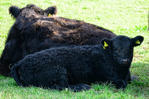 galloway, bøf, landbrug, kvæg, dyr, husdyr, sort, hår, lodne, galloway oksekød, fluffy, nuttet, dyreliv fotografering, pels, natur, dyreportræt, græsareal, dyre temaer, pattedyr, sort farve, græs, plante, hvirveldyr, indenlandske, gruppe af dyr, Mark, kæledyr, ingen mennesker, dag, lempelse, jord, udendørs, to dyr, planteædende, dyre familie, 4K, CC0, offentligt domæne, royaltyfrie