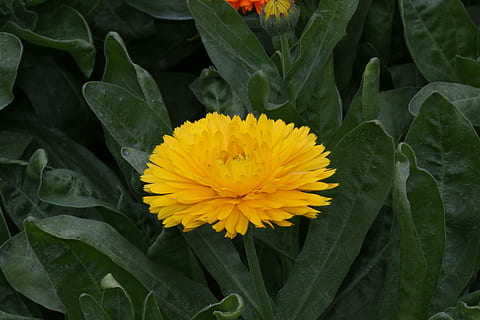 floare, Calendula, galben, natură, plantă, petală, vară, frunze, cap de floare, prospeţime, frumusețe în natură, fragilitate, creştere, parte a plantelor, vulnerabilitate, planta cu flori, inflorescenţă, a închide, Culoarea verde, zi, nici o persoana, în aer liber, polen, Gazania, 5K, CC0, domeniu public, fără drepturi de autor