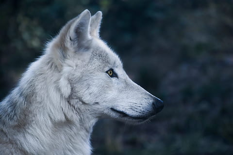 micro, foto dell'obiettivo, bianca, lupo, capo, profilo, predatore, animale selvaggio, un animale, animale, temi animali, mammifero, analizzare, cercare, guardare, fauna selvatica, animali allo stato selvatico, cane, testa di animale, canino, parte del corpo animale, guardando lontano, concentrarsi sulle conoscenze acquisite, avvicinamento, vertebrato, nessuno, domestico, vista laterale, vista profilo, all'aperto, grugno, 5K, CC0, dominio pubblico, privo di copyright
