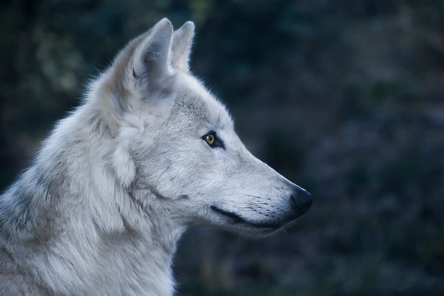 micro, foto de l'objectiu, blanc, llop, cap, Perfil, depredador, animal salvatge, un animal, animal, temes d'animals, mamífer, mirant, fauna animal, animals a la natura, gos, cap d’animals, caní, part del cos dels animals, mirant cap a fora, centrar-se en primer pla, primer pla, vertebrats, cap gent, nacional, vista lateral, vista del perfil, a l'aire lliure, musell, 5K