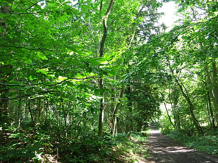 hutan, musim semi, Belgium, pohon, menanam, pertumbuhan, warna hijau, tanah, keindahan di alam, alam, ketenangan, jalan lurus, arah, tidak ada orang, hari, trotoar, scenics - alam, dedaunan yang subur, adegan yang tenang, dedaunan, di luar rumah, tanaman bambu, jejak, 2K, CC0, domain publik, bebas royalti