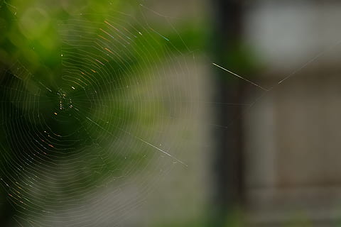 spindelvæv, edderkop, insekt, tæt, netværk, makro, natur, dyr, lille dyr, fangst, sag, dyr verden, naturlig, tråd, solid, vævet, arbejde, edderkoppespind, skrøbelighed, sårbarhed, tæt på, fokus på forgrunden, ingen mennesker, naturligt mønster, dyre temaer, dag, skønhed i naturen, arachnid, mønster, udendørs, forviklinger, hvirvelløse, leddyr, plante, kompleksitet, web, 4K, CC0, offentligt domæne, royaltyfrie