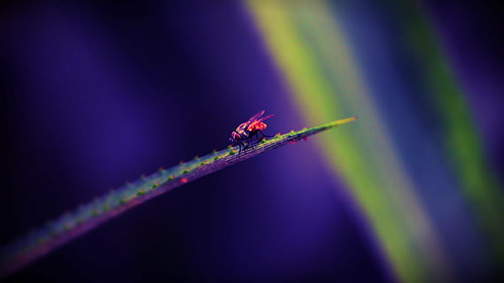 mosca doméstica, insecto, hoja, volar, naturaleza, macro, parásito, fauna silvestre, pequeña, ala, sucio, asqueroso, enfermedad, de cerca, púrpura, temas de animales, invertebrado, nadie, fauna animal, animal, belleza en la naturaleza, un animal, centrarse en primer plano, enfoque selectivo, color verde, multi color, animales en la naturaleza, al aire libre, planta, frescura, día, escenario, 5K, CC0, dominio público, libre de derechos