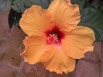 blomst, uteplass, vår, blomstrende plante, petal, blomsterhodet, inflorescence, skjønnhet i naturen, anlegg, sårbarhet, skjørhet, friskhet, hibiscus, nærbilde, pollen, vekst, natur, stamen, dag, ingen folk, rosa farge, 2K, CC0, offentlig domene, opphavsrett gratis