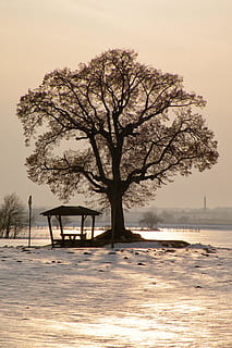 træ, solnedgang, vinter, indtryk, vinterlige, vinterindtryk, sne, kold, vinter magi, snedækket, tusmørke, udendørs, ingen mennesker, natur, plante, vand, himmel, skønhed i naturen, scenics - natur, rolig scene, jord, ro, kold temperatur, sæde, afdeling, bænk, dag, Mark, 4K, CC0, offentligt domæne, royaltyfrie
