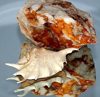 Concha do mar, Rocha, pedra, dappled, textura, fatura, tons de, infiltra, formações ferruginosas, minerais, calcário, calcita, minério de ferro, compostos de ferro, Concha vazia, concha clara, picos de conchas, conchas dos anexos, reflexão, quartzo, ilusão, ventilador, comida e bebida, ainda vida, Comida, fechar-se, dentro de casa, frescura, pronto para comer, ninguém, bem-estar, placa, carne, focar em primeiro plano, assado, Alimentação saudável, grelhado, churrasco, indulgência, porção, visão de alto ângulo, cor branca, tentação, jantar, carne branca, 1080P, CC0, domínio público, royalty free