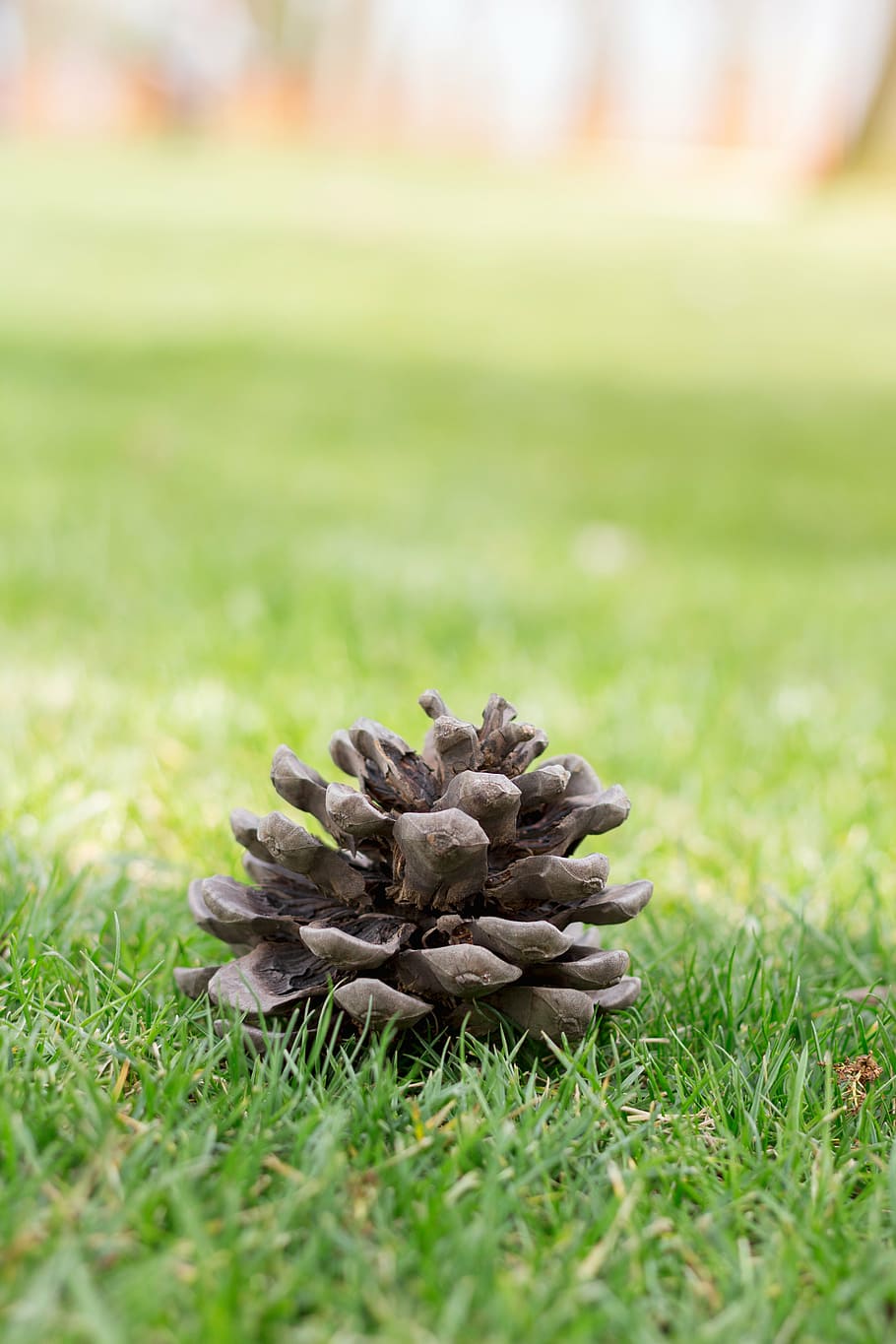 cono, pino, albero, natura, verde, erba, parco, primavera, mangiò, luce, luce del giorno, luce naturale, giorno, Istanbul, sfondo, verdura, foresta, pianta, pigna, colore verde, messa a fuoco selettiva, nessuno, avvicinamento, crescita, concentrarsi sulle conoscenze acquisite, all'aperto, terra, campo, cibo e bevande, cibo, ambiente, bellezza nella natura, mucchio, la tranquillità, 5K