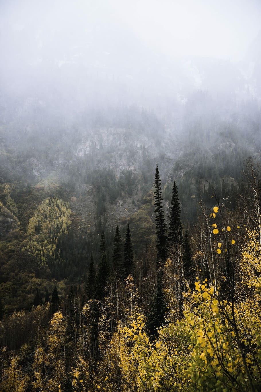 plante cu frunze verzi, cețos, zonă, pini, Munte, peisaj, copac, pădure, plantă, ceaţă, teren, frumusețe în natură, scenice - natura, creştere, natură, o scenă liniștită, nici o persoana, mediu inconjurator, liniște, scenă non-urbană, zi, cer, nor - cer, conifer, în aer liber, Brad, copac vesnic verde, pini de pădure, 2K