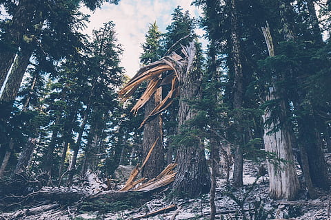 foresta, inverno, alberi, rotto, inverno, alberi, albero spezzato, natura, la neve, freddo, brina, nevoso, scena, all'aperto, viaggio, escursioni a piedi, backpacking, boschi, rami, albero, tronco d'albero, bosco, nessuno, pianta, crescita, terra, la tranquillità, giorno, bellezza nella natura, Inquadratura dal basso, tronco, scena tranquilla, luce del sole, scena non urbana, colore verde, scenics - natura, 1080P, CC0, dominio pubblico, privo di copyright