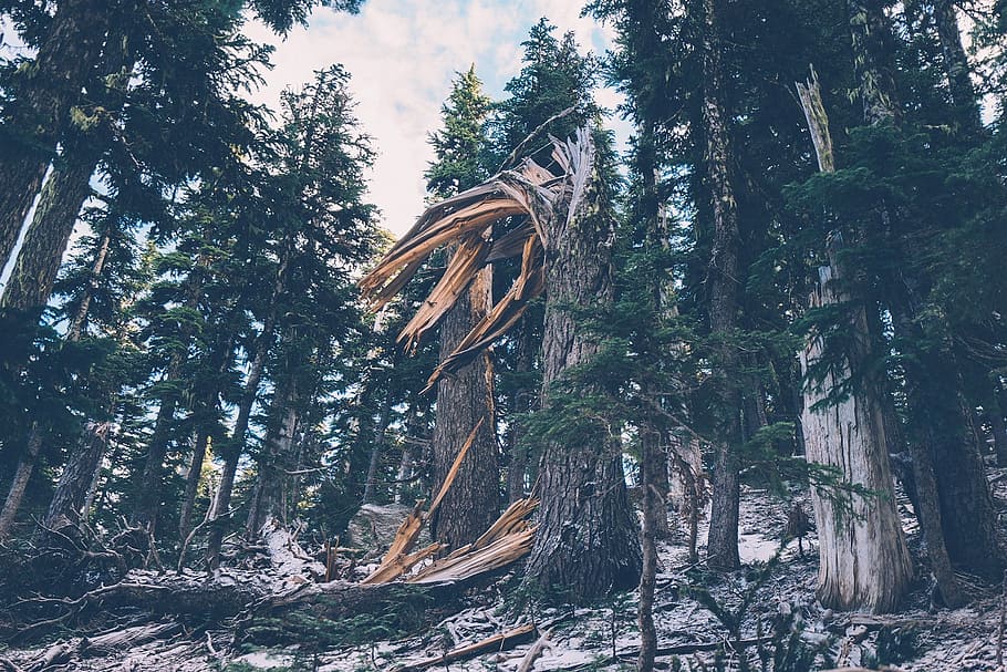 foresta, inverno, alberi, rotto, inverno, alberi, albero spezzato, natura, la neve, freddo, brina, nevoso, scena, all'aperto, viaggio, escursioni a piedi, backpacking, boschi, rami, albero, tronco d'albero, bosco, nessuno, pianta, crescita, terra, la tranquillità, giorno, bellezza nella natura, Inquadratura dal basso, tronco, scena tranquilla, luce del sole, scena non urbana, colore verde, scenics - natura, 1080P