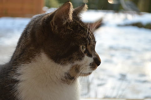 chat, adidas, un animal, thèmes animaux, animal, mammifère, fermer, regardant, la faune des animaux, se concentrer sur le premier plan, vertébré, animaux à l'état sauvage, partie du corps de l'animal, regarder ailleurs, tête d'animal, personne, animaux domestiques, journée, national, vue de côté, vue de profil, moustache, museau, 4K, CC0, domaine public, libre de droits