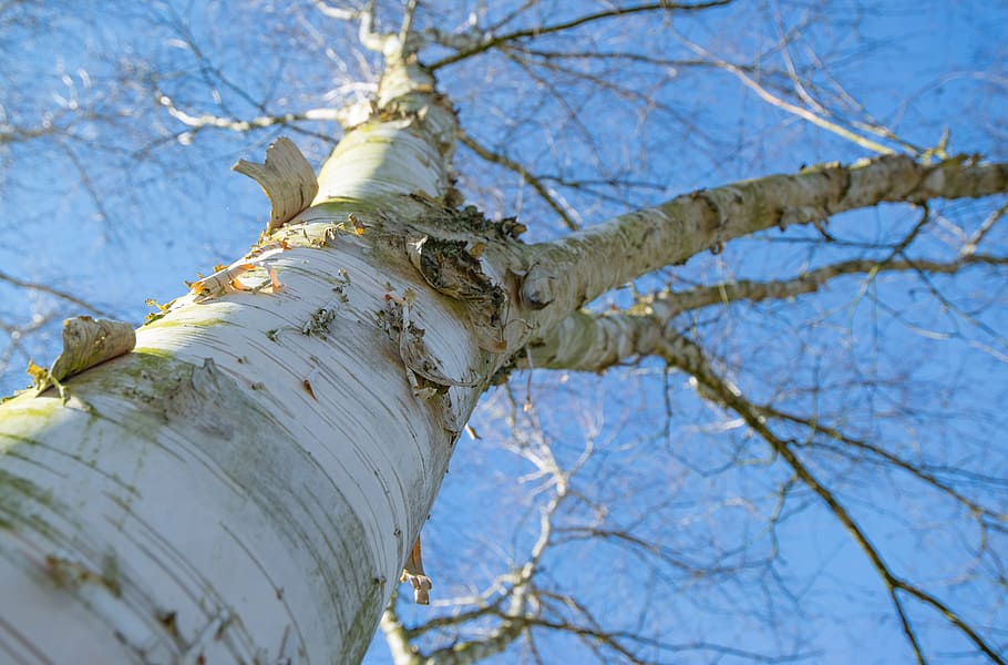 baretree, mavi, gökyüzü, ağaç, taç, bahar, yeşil, doğa, dış mekan, park, şube, yaz, ahşap, orman, güneşli bakış açısı, doğal, bitki örtüsü, uzun boylu, gövde, huş ağacı, düşük açılı görünüş, insansız, açık havada, gün, kapatmak, bitki, çıplak ağaca, ağaç gövdesi, koruma, güvenlik, seçici odak, ön plana odaklanmak, Emniyet, doğrudan aşağıda, 5K