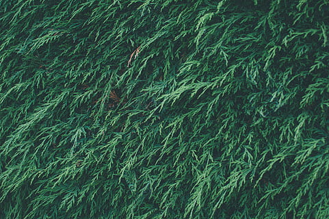 verde, siepe, pino, erba, sfondi, natura, modello, fotogramma intero, colore verde, nessuno, pianta, crescita, bellezza nella natura, giorno, la tranquillità, avvicinamento, astratto, all'aperto, campo, ambiente, freschezza, subacqueo, strutturato, color turchese, pulito, 2K, CC0, dominio pubblico, privo di copyright