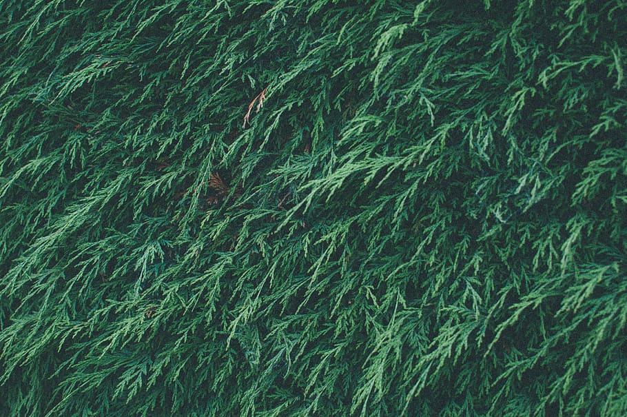 verd, cobertura, pi, herba, fons, naturalesa, patró, marc complet, color verd, cap gent, planta, creixement, bellesa a la natura, dia, tranquil·litat, primer pla, resum, a l'aire lliure, camp, medi ambient, frescor, sota l'aigua, textura, color turquesa, netejar, 2K