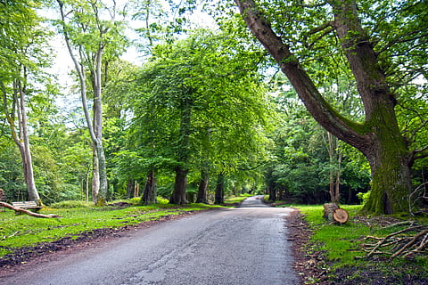 verd, fulles, arbre, ampli, carretera, asfalt, superfície, gastat, vell, carril, betum, escena, bosc, carretera forestal, carretera que travessa el bosc, arbres, a l'aire lliure, camp, rústic, rural, naturalesa, fusta, escènic, fullatge, paisatge, herba, ningú, temporada, estiu, Anglaterra, anglès, hampshire, nou bosc, imatge, planta, el camí a seguir, direcció, color verd, bellesa a la natura, tranquil·litat, transport, creixement, tronc de l'arbre, tronc, perspectiva decreixent, dia, escena tranquil·la, cap gent, escena no urbana, terra, treelined, 4K, CC0, domini públic, lliure de regalies