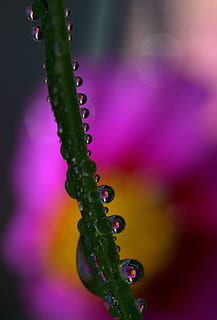 gotes, planta, macro, reflexió, rosada, primer pla, creixement, bellesa a la natura, frescor, flor, cap gent, tirar, planta amb flors, naturalesa, color verd, enfocament selectiu, humit, aigua, porpra, centrar-se en primer pla, dia, a l'aire lliure, vulnerabilitat, puresa, cap de flor, 1080P, CC0, domini públic, lliure de regalies