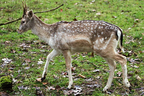 Hirsch, daino, foresta, animale, temi animali, mammifero, fauna selvatica, un animale, terra, animali allo stato selvatico, campo, cervo, vertebrato, in piedi, natura, giorno, vista laterale, pianta, nessuno, lunghezza intera, giovane animale, concentrarsi sulle conoscenze acquisite, erbivoro, cerbiatto, 4K, CC0, dominio pubblico, privo di copyright