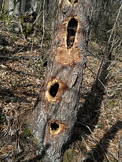tree, holes, naure, plant, no people, tree trunk, day, trunk, hole, land, nature, textured, close-up, wood - material, outdoors, forest, rough, weathered, field, growth, high angle view, sunlight, bark, 4K, CC0, public domain, royalty free