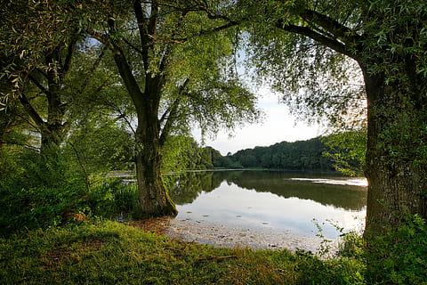 cuerpo, agua, tiempo de día, árbol, naturaleza, paisaje, aguas, lago, reservado, banco, estanque, planta, reflexión, tranquilidad, belleza en la naturaleza, escena tranquila, crecimiento, color verde, paisajes - naturaleza, día, tierra, nadie, bosque, el maletero, tronco de arbol, al aire libre, 4K, CC0, dominio público, libre de derechos