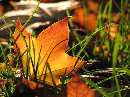 blad, efterår, ahorn, træ, blade, farverig, græs, efterår farver, efterår lys, tid på året, plante del, tæt på, plante, lave om, skønhed i naturen, orange farve, natur, fokus på forgrunden, vækst, ingen mennesker, dag, jord, sårbarhed, skrøbelighed, gul, selektiv fokusering, udendørs, ahorn blad, naturlig tilstand, 2K, CC0, offentligt domæne, royaltyfrie