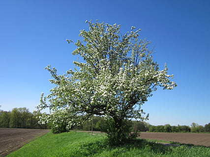 Germania, albero, nuvole, alberi, cielo, natura, al di fuori, primavera, nazione, campagna, rurale, bellissimo, pero, cielo sereno, blu, giorno, all'aperto, pianta, bellezza nella natura, crescita, campo, la tranquillità, erba, paesaggio, scena tranquilla, scenics - natura, fiore, terra, ambiente, colore verde, nessuno, 1080P, CC0, dominio pubblico, privo di copyright