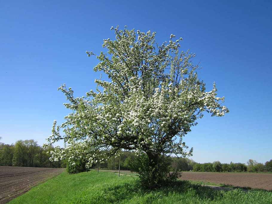 Germania, albero, nuvole, alberi, cielo, natura, al di fuori, primavera, nazione, campagna, rurale, bellissimo, pero, cielo sereno, blu, giorno, all'aperto, pianta, bellezza nella natura, crescita, campo, la tranquillità, erba, paesaggio, scena tranquilla, scenics - natura, fiore, terra, ambiente, colore verde, nessuno, 1080P