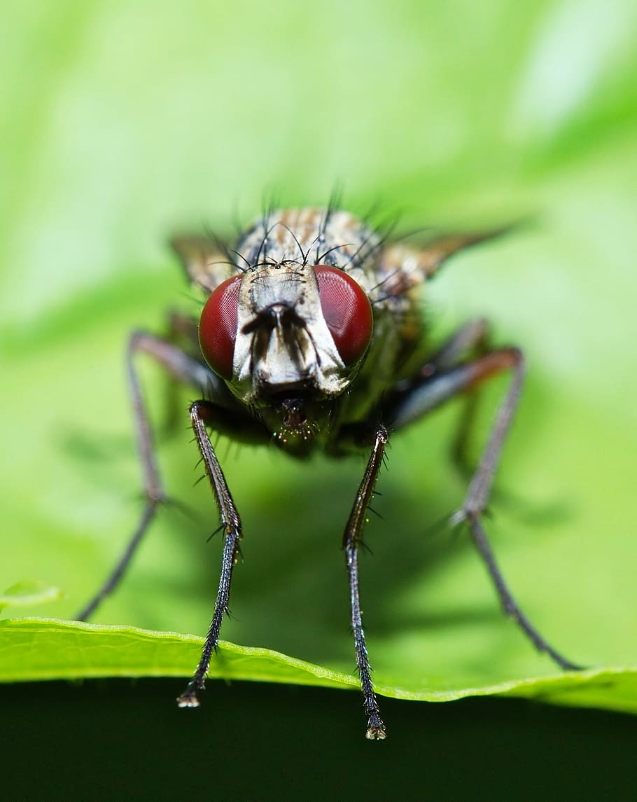 fly, macro, eyes, insect, nature, close, compound eyes, insect macro, hairy, animal wildlife, one animal, animal themes, animals in the wild, green color, day, outdoors, no people, close-up, invertebrate, animal, eye, plant, plant part, leaf, zoology, animal body part, focus on foreground, animal eye, animal wing, animal leg, animal head, 1080P