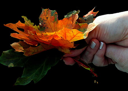 maple, fulla d'auró, full, fulles, colorit, color, de colors, tardor, fulla de tardor, fulles de tardor, naturalesa, mà humana, part del cos humà, una persona, multicolor, primer pla, a l'aire lliure, dia, fons negre, mà, part de la planta, persona irreconeixible, color taronja, part del cos, canvi, celebració, persones reals, estils de vida, dit, dit humà, extremitat humana, 2K, CC0, domini públic, lliure de regalies
