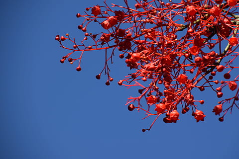 flamme treet, rød, sommer, blomst, frukt, tre, anlegg, spise sunt, gren, vekst, mat og Drikke, mat, skjønnhet i naturen, natur, blå, høst, ingen folk, himmel, friskhet, dag, bær frukt, lav vinkel visning, klar himmel, utendørs, endring, rognebær, moden, 5K, CC0, offentlig domene, opphavsrett gratis