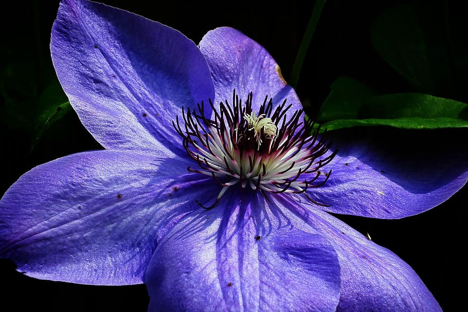 flor, clematis, blau, primer pla, enredadera, naturalesa, els pètals, planta amb flors, fragilitat, vulnerabilitat, pètal, frescor, inflorescència, cap de flor, bellesa a la natura, planta, creixement, porpra, pol·len, cap gent, centrar-se en primer pla, estambres, botànica, primavera, fons negre, suavitat, enfocament suau, 2K