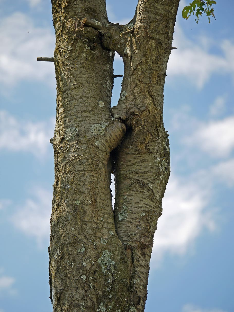 arbre, separació, perdona, cobert, símbol, junts, separats, escorça, branques, devorat, sentiments, al·legoria, tribu, divorci, Et demano perdó, currículum vitae, curs, desviaments, la soledat, unió, relació, reunió, pèrdua, emocions, separat, tronc de l'arbre, cel, núvol - cel, dia, vista d’angle baix, tronc, planta, naturalesa, cap gent, a l'aire lliure, creixement, textura, branca, tranquil·litat, centrar-se en primer pla, bellesa a la natura, aspre, material de fusta, 4K