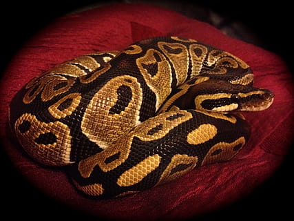 ball python, python, slange, normal, reptil, slange, python, dyr, dyreliv, vill, zoologi, arter, villmark, miljø, utendørs, natur, rovdyret, eksotisk, vekter, Slither, giftig, svart bakgrunn, svart farge, studio skudd, ingen folk, ett dyr, dyre temaer, dyr i naturen, nærbilde, innendørs, virveldyr, rød, dyr kroppsdel, mønster, enkelt objekt, strukturert, tekstil, fokusere på forgrunnen, naturlig mønster, lær, dyr hode, 2K, CC0, offentlig domene, opphavsrett gratis