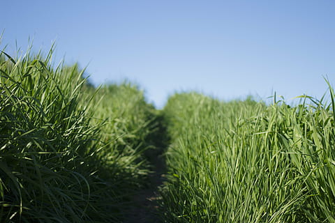 close-up, grass, macro, nature, path, sky, green Color, summer, outdoors, meadow, blue, plant, growth, field, agriculture, crop, landscape, land, rural scene, cereal plant, no people, beauty in nature, clear sky, environment, day, farm, 5K, CC0, public domain, royalty free