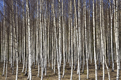 struik, Berk, berken, boom, geen mensen, natuur, dag, buitenshuis, kalmte, water, Bos, fabriek, land-, romp, schoonheid in de natuur, boomstam, bos-, achtergronden, scenics - natuur, rustige scène, niet-stedelijke scène, reflectie, kale boom, sneeuwen, dennenbos, 4K, CC0, publiek domein, royaltyvrij