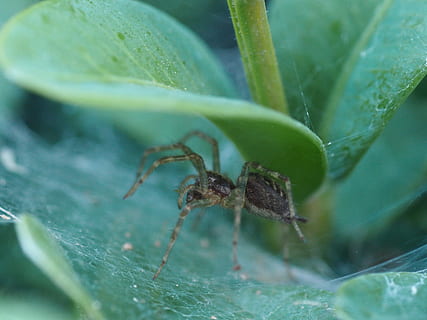 ragno, insetto, animali, Rete, giardino, vicino, verde, un animale, temi animali, fauna selvatica, animali allo stato selvatico, foglia, animale, invertebrato, parte vegetale, avvicinamento, colore verde, aracnide, messa a fuoco selettiva, natura, nessuno, artropodo, giorno, zoologia, pianta, all'aperto, gamba animale, 4K, CC0, dominio pubblico, privo di copyright