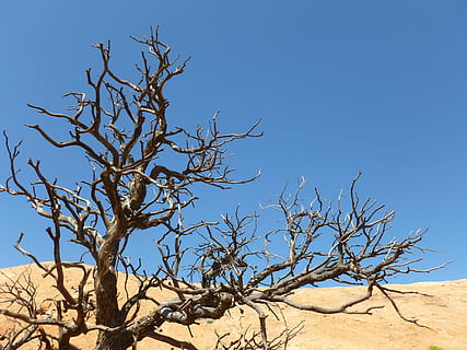naken, tre, landskapsfelt, brun, høyde, klar, blå, himmel, ørken, tørke, sanddyne, gren, natur, miljø, død, ufruktbar, naturlig, sand, ren, hul, anlegg, bare tre, klar himmel, ingen folk, naturskjønnhet - natur, dag, skjønnhet i naturen, utendørs, sollys, landskap, klima, tørt klima, lav vinkel visning, død plante, halvtørre, 4K, CC0, offentlig domene, opphavsrett gratis