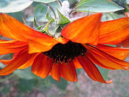 blomst, flor, ned, kronblade, vender nedad, orangerød, frø, sort, dristig, have, natur, plante, kronblad, skønhed i naturen, tæt på, gul, blomsterhoved, makro, rød, multi farvet, sommer, skrøbelighed, orange farve, blomstrende plante, vækst, sårbarhed, friskhed, blomsterstand, pollen, ingen mennesker, fokus på forgrunden, dag, udendørs, orange, 2K, CC0, offentligt domæne, royaltyfrie
