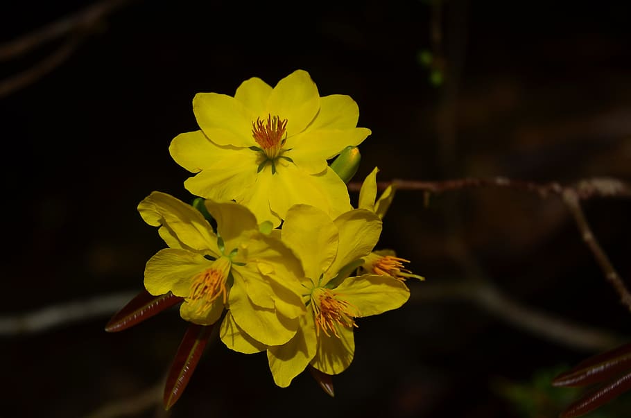 leopard, blomst, pære, forår, månens nytår, naturlig, haven, skønheden, vietnam, flot billede, baggrund, frisk, tæt på, smukke øjne, træer, blomstrende plante, skrøbelighed, friskhed, sårbarhed, kronblad, plante, gul, blomsterhoved, blomsterstand, skønhed i naturen, vækst, natur, fokus på forgrunden, ingen mennesker, pollen, udendørs, dag, sort baggrund, 2K