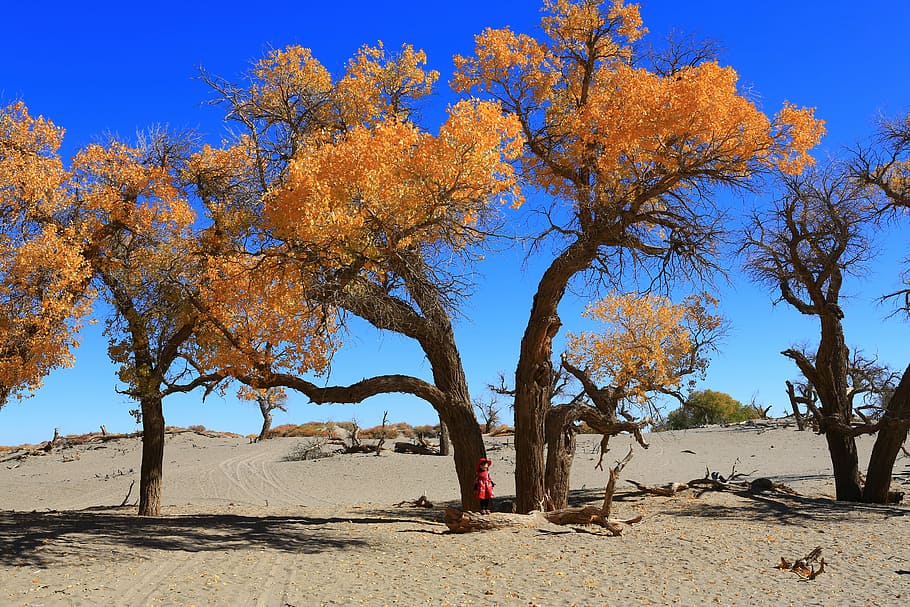 arbre, naturalesa, paisatge, ejin, fulles grogues, planta, terra, bellesa a la natura, cel clar, cel, escenics - natura, tranquil·litat, medi ambient, dia, llum solar, sorra, cap gent, blau, desert, escena tranquil·la, tardor, tronc de l'arbre, a l'aire lliure, canvi, clima, clima àrid, 5K