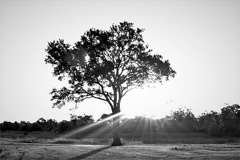 træ, sollys, landskab, nostalgisk, solrig, natur, lys, sort og hvidt foto, sommer, forår, naturlig, lyse, sæson, solnedgang, solopgang, solskin, vejr, afdeling, udendørs, naturskøn, blad, himmel, grøn, græs, miljø, Skov, eng, scene, frisk, dag, plante, ro, skønhed i naturen, jord, rolig scene, scenics - natur, solstråle, Mark, skyfri himmel, ingen mennesker, kopiere plads, ikke-urbane scene, 2K, CC0, offentligt domæne, royaltyfrie