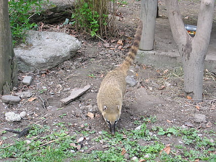 Coati, prădător, creatură, urs, grădină zoologică, animale tematice, animal, animale vertebrate, animale sălbatice, animale în sălbăticie, teren, camp, plantă, nici o persoana, un animal, zi, natură, mamifer, copac, pasăre, în aer liber, vedere în unghi mare, animale domestice, iarbă, erbivor, 1080P, CC0, domeniu public, fără drepturi de autor