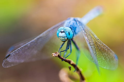 detailní, fotografování, modrý, vážka, makro fotografie, modrooký, skimmer, posazený, hnědý, zastavit, hmyz, Chyba, křídla, bezobratlý, zvířat, zvíře, detail, zvířata ve volné přírodě, zvířecí křídlo, rostlina, jednoho zvířete, Příroda, selektivní zaměření, nikdo, rostlinné části, den, makro, venku, zaměřit se na popředí, část těla zvířete, list, poněkud, zvířecí oko, přirozený stav, 5K, CC0, veřejná doména, bez autorských práv