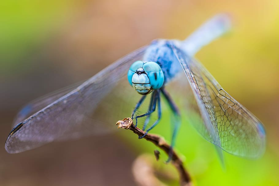 detailní, fotografování, modrý, vážka, makro fotografie, modrooký, skimmer, posazený, hnědý, zastavit, hmyz, Chyba, křídla, bezobratlý, zvířat, zvíře, detail, zvířata ve volné přírodě, zvířecí křídlo, rostlina, jednoho zvířete, Příroda, selektivní zaměření, nikdo, rostlinné části, den, makro, venku, zaměřit se na popředí, část těla zvířete, list, poněkud, zvířecí oko, přirozený stav, 5K
